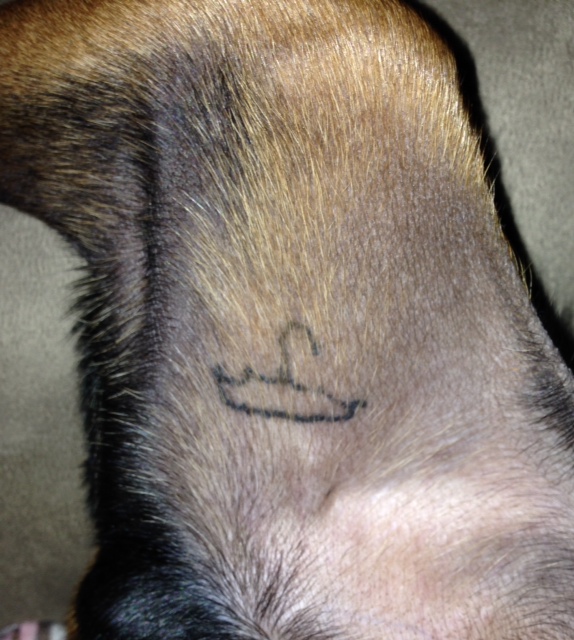 Most Of Our Animals Are Given A Painless Tattoo When They Are Under 